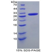 SDS-PAGE analysis of Mouse Nucleoporin 50 kDa Protein.