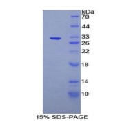 SDS-PAGE analysis of Rat RFNG Protein.