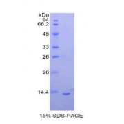 SDS-PAGE analysis of Mouse Oncostatin M Protein.