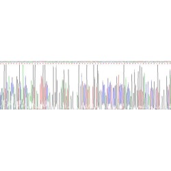 Human Osteocalcin (BGLAP) Protein