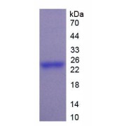 SDS-PAGE analysis of Human PTF1a Protein.