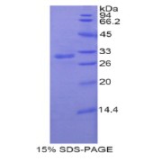 SDS-PAGE analysis of Rat PNMA2 Protein.