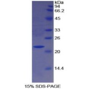SDS-PAGE analysis of Human Paraoxonase 1 Protein.