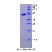 SDS-PAGE analysis of recombinant Mouse Parathyroid Hormone Protein.