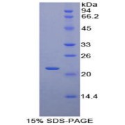 SDS-PAGE analysis of Dog PTHrP Protein.