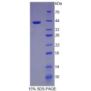 SDS-PAGE analysis of recombinant Rat Pepsinogen A Protein.