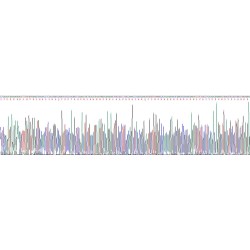 Human Peptidase Inhibitor 16 (PI16) Protein