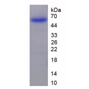 abx068448