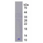 SDS-PAGE analysis of Human PI3 Protein.