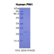SDS-PAGE analysis of Human PIN1 Protein.