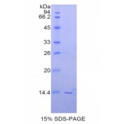 SDS-PAGE analysis of Human PIN4 Protein.
