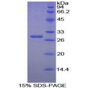 SDS-PAGE analysis of Human PPIE Protein.