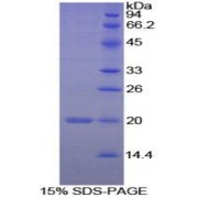 SDS-PAGE analysis of Human PPIF Protein.