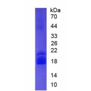 abx068496