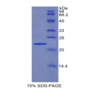 abx068501