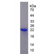SDS-PAGE analysis of Rat PPARGC1A Protein.