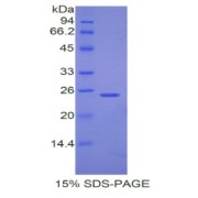 abx068505