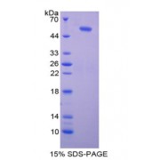SDS-PAGE analysis of Human PTEN Protein.