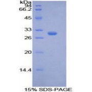 SDS-PAGE analysis of Human PCK1 Protein.