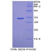SDS-PAGE analysis of Mouse PCK1 Protein.