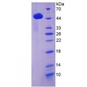 SDS-PAGE analysis of recombinant Mouse Lp-PLA2/PLA2G7 Protein.
