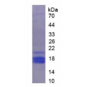 SDS-PAGE analysis of Mouse PEDF Protein.