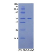 SDS-PAGE analysis of Rat MP1 Protein.