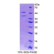 SDS-PAGE analysis of Mouse PLGF Protein.