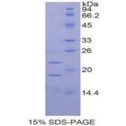 SDS-PAGE analysis of Rat PGF Protein.