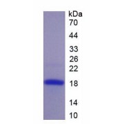 SDS-PAGE analysis of Human PLGF Protein.