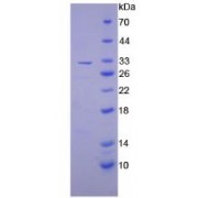 SDS-PAGE analysis of Mouse PAI2 Protein.
