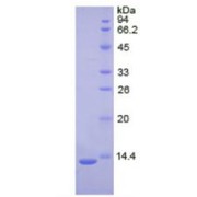 SDS-PAGE analysis of Human tPA Protein.