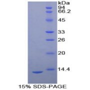 SDS-PAGE analysis of recombinant Human PLAUR Protein.