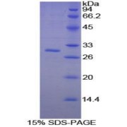 SDS-PAGE analysis of Mouse PAFAH1B3 Protein.