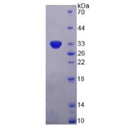 SDS-PAGE analysis of Human PDGFB Protein.