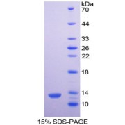 SDS-PAGE analysis of Mouse Platelet Factor 4 Protein.