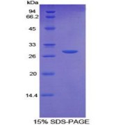 abx068598