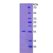 SDS-PAGE analysis of Rat Podocin Protein.