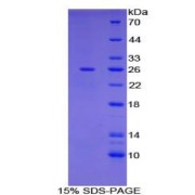 abx068627