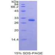 SDS-PAGE analysis of Mouse PRDM1 Protein.