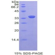 SDS-PAGE analysis of Rat PRDM1 Protein.