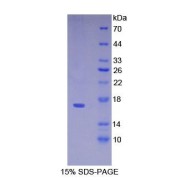 abx068651