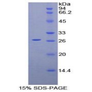 abx068666