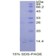 SDS-PAGE analysis of Prokineticin 2 Protein.