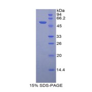 SDS-PAGE analysis of Prolactin Protein.