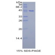 SDS-PAGE analysis of Rat PIP Protein.