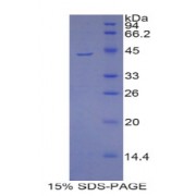 SDS-PAGE analysis of Mouse PIP Protein.