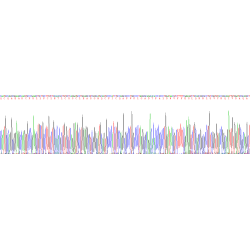 Human Promyelocytic Leukemia Protein (PML) Protein