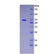 abx068701