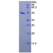 SDS-PAGE analysis of recombinant Human PTGES Protein.